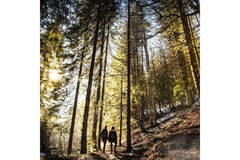 Image People hiking in the forest on a sunny winterday